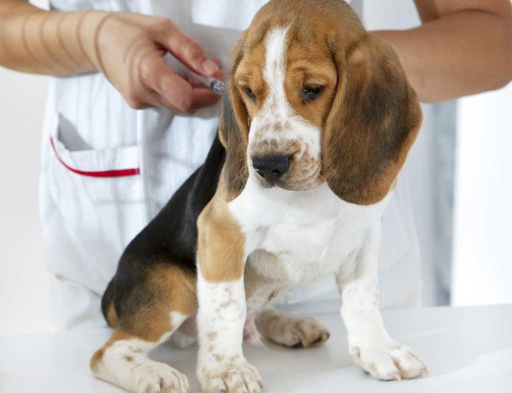 Vaccination