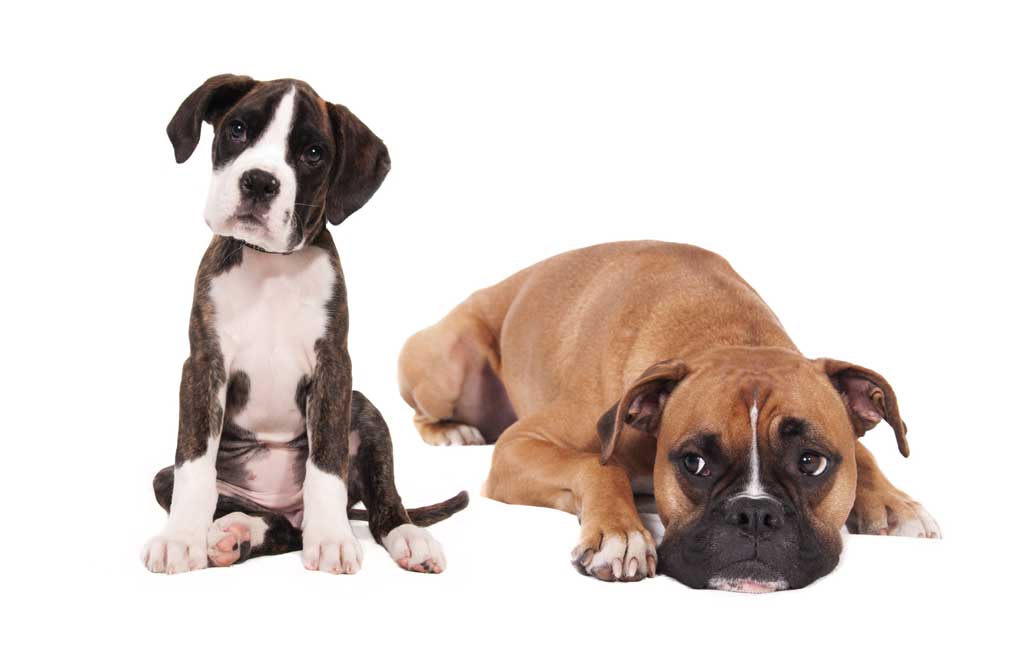 Hur gammal är hunden när han är vuxen? Mentalt? Rent fysiskt?