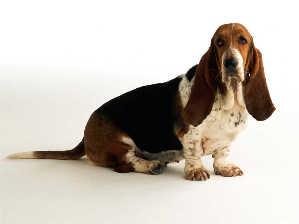 Min vän Orvar (Basset hound)
