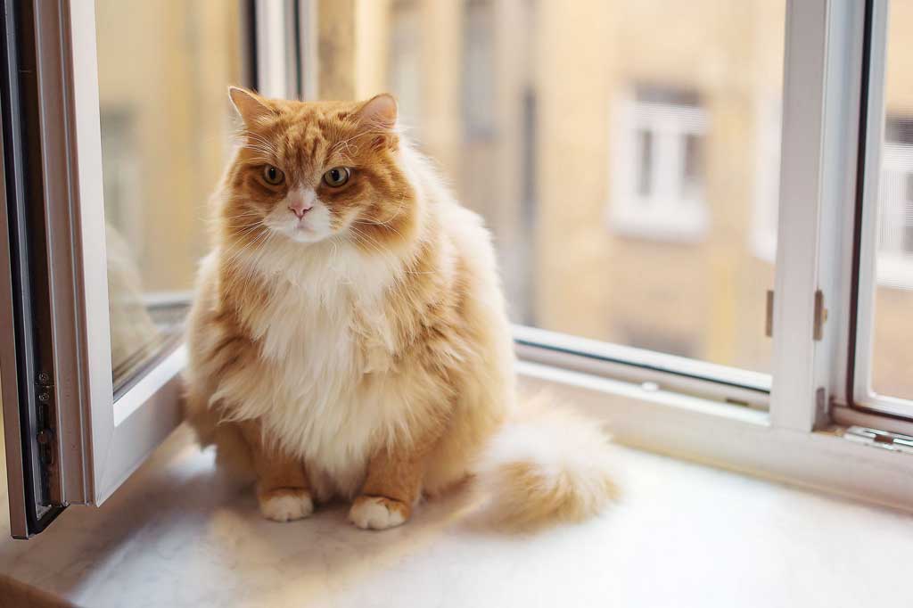 Katt-diabetes