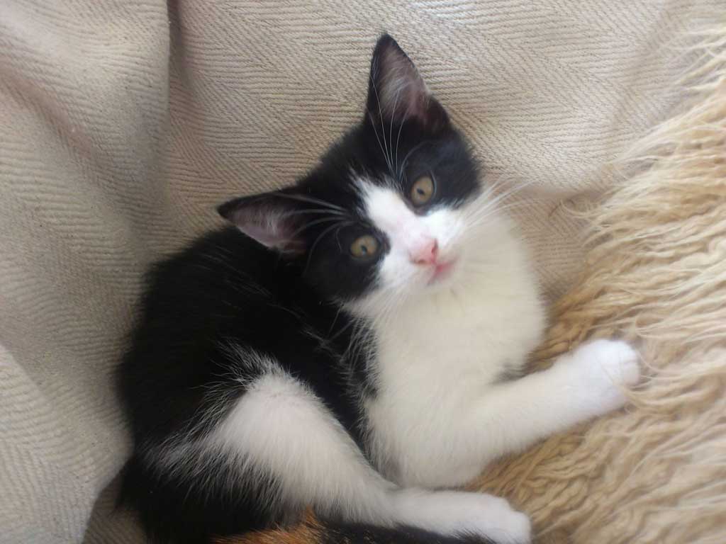Kattunge