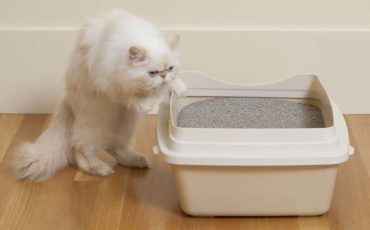 Katten kissar inte på lådan