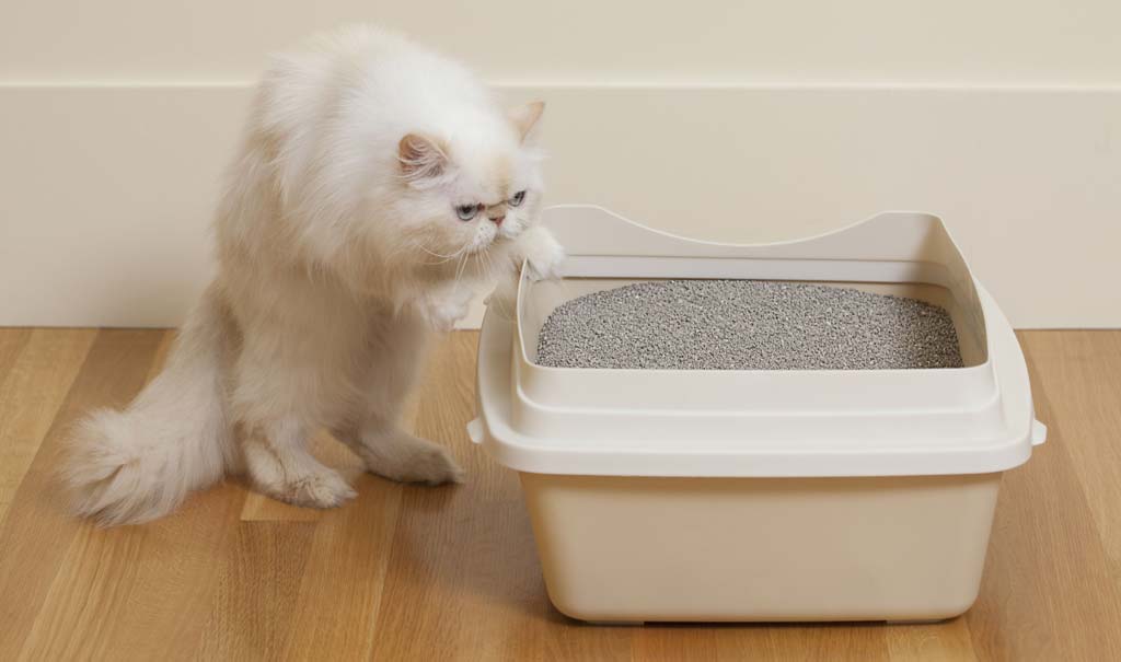 Katten kissar inte på lådan